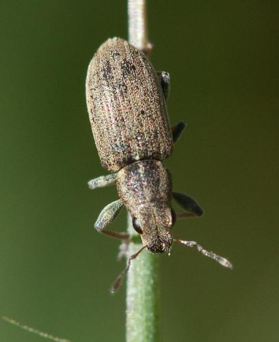 Réf. 201 437 : Sitona sp.